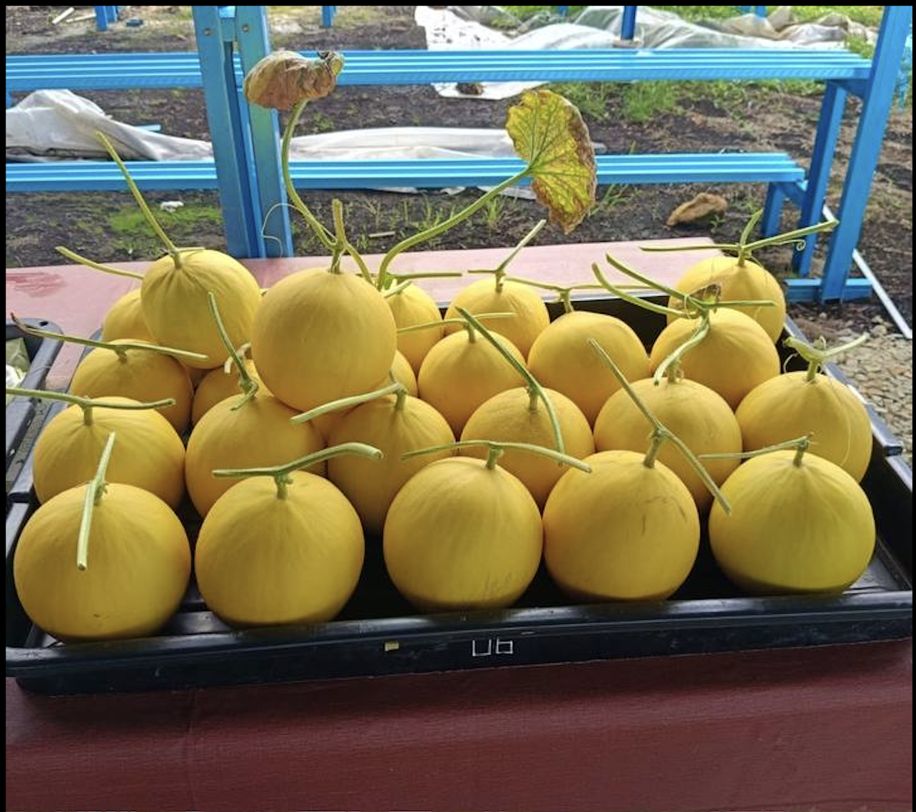 Sun Melon